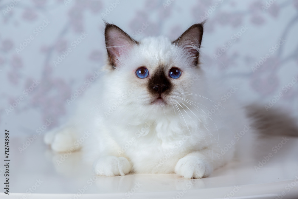 sacred birma seal tabby point on a light background