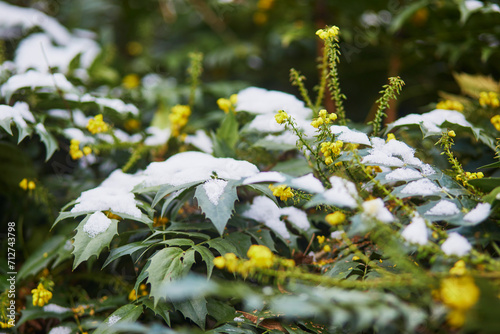 Snow covering flowers on a branch