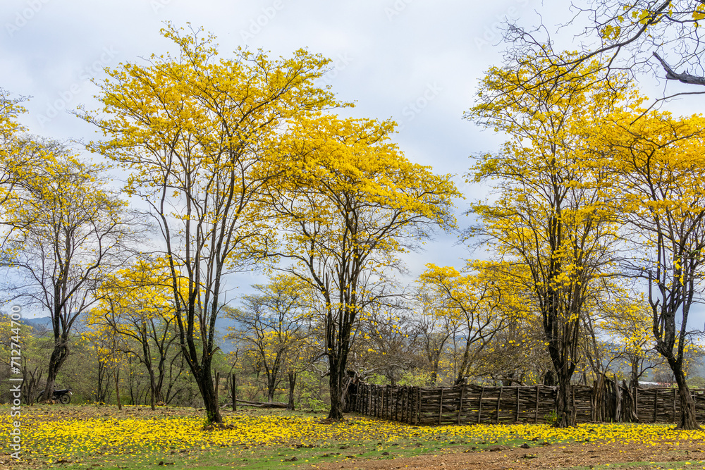 Guayacan dry forest during the flowering season. Province of Loja, Mangahurco, Ecuador