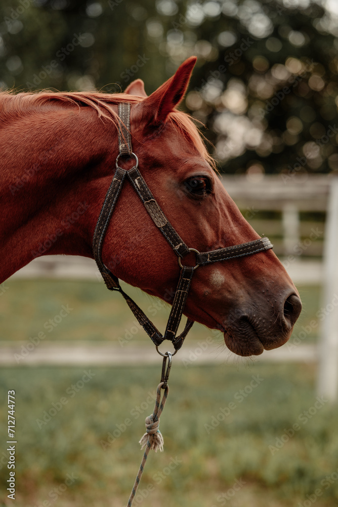 Fototapeta premium Horse