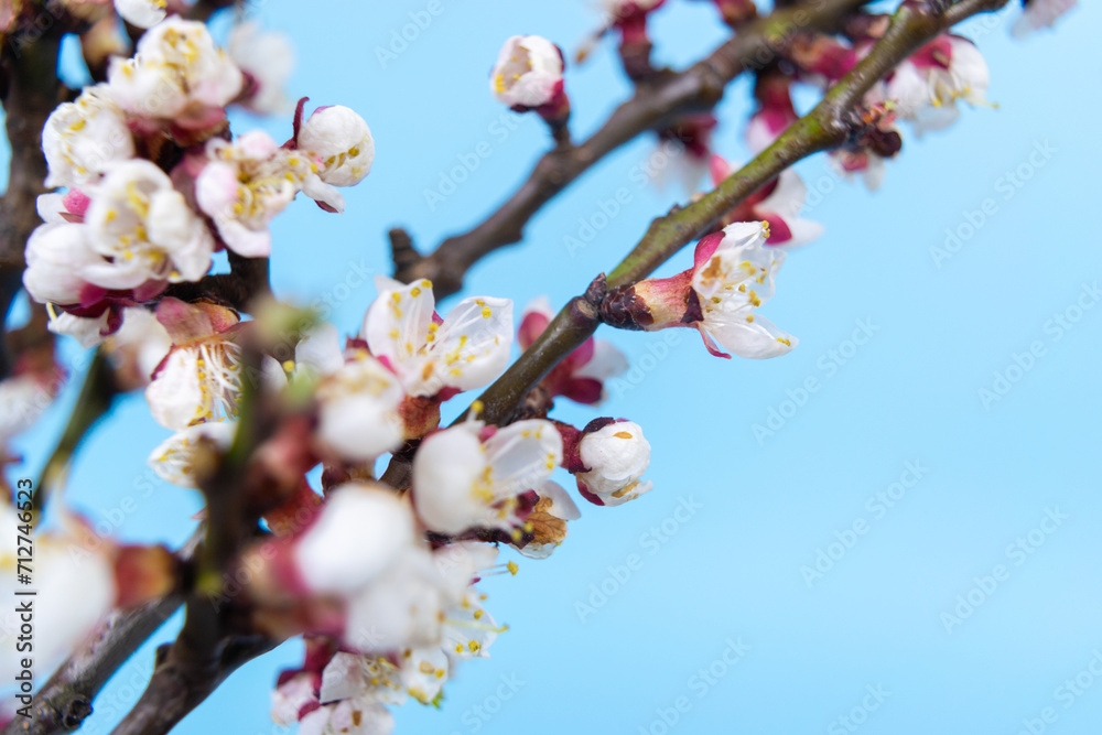 Hello Spring. Beautiful springtime coming concept. Hello Spring. Beautiful springtime coming concept.