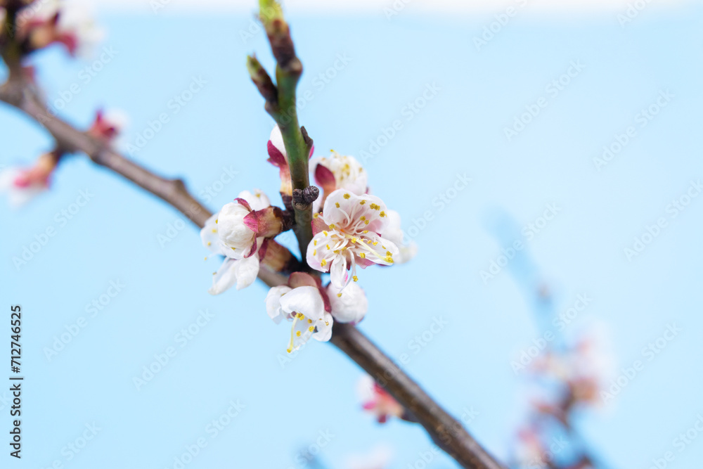 Hello Spring. Beautiful springtime coming concept. Hello Spring. Beautiful springtime coming concept.