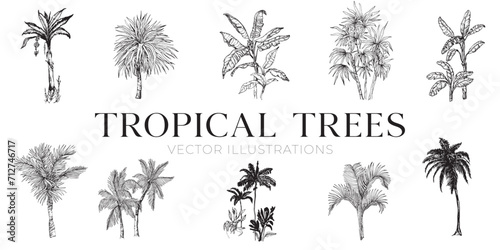 Handdrawn tropical trees illustrations, jungle trees drawing, tree, palms, set, collection, island © michaelrayback