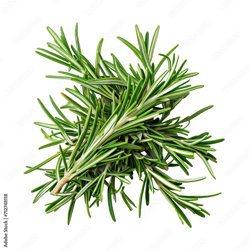Fototapeta premium Fresh Rosemary Herb PNG Transparent Background