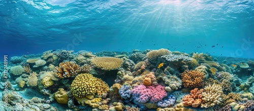 Coral reef seascape with corals  South Male atoll  Maldives.