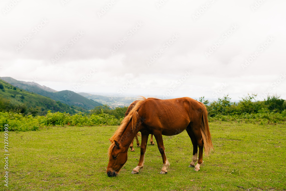 Fototapeta premium Pyrenees mountain with mountain horses, Catalonia, Spain