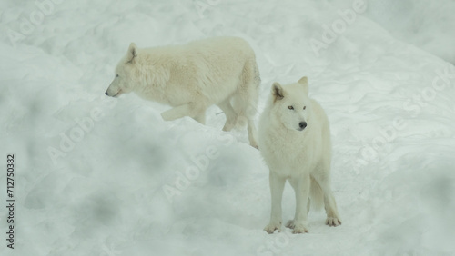 the arctic wolf