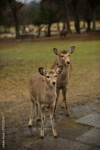 Deers in Nara Park