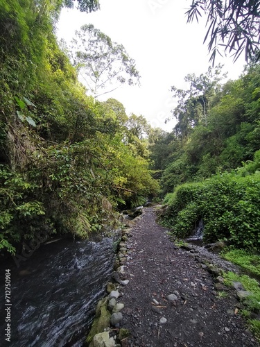 river in the forest