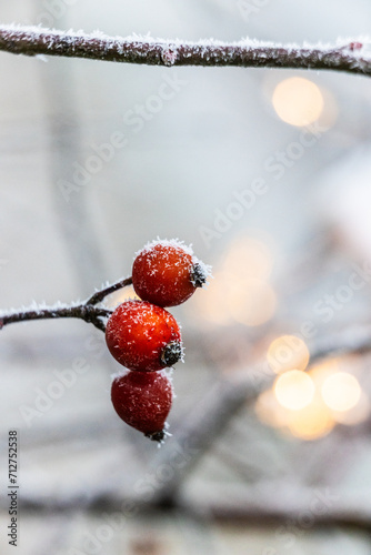 mroźne zimowe oszronione owoce dzikiej róży w tle światełka photo