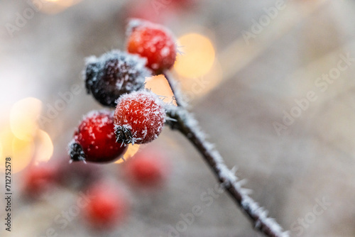 mroźne zimowe oszronione owoce dzikiej róży w tle światełka