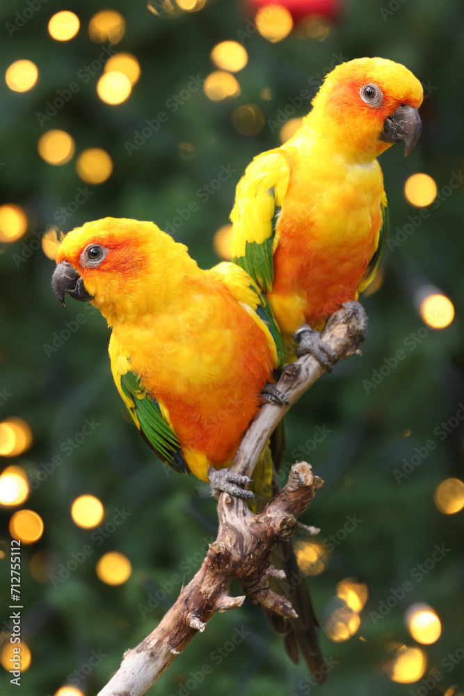 Obraz premium Sun parakeets (Aratinga solstitialis) close up view