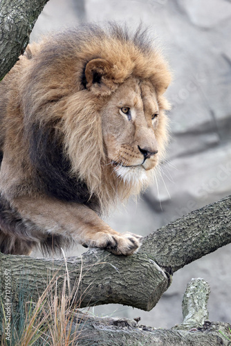 Lion  Panthera Leo  close up view