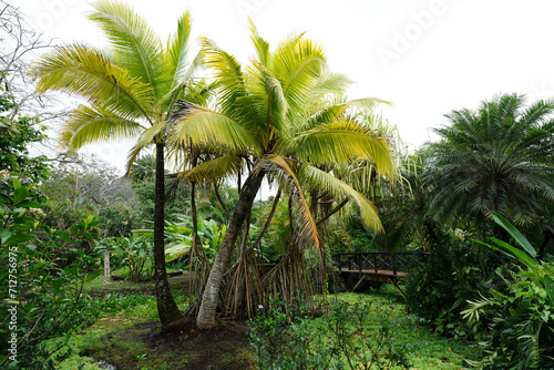 Coconut palm trees on a sunny day on a tropical Pacific Island