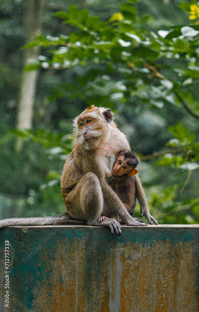 Mom or mother of Long Tail monkey bring her son above building