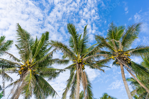 Coconut palm trees on a sunny day on a tropical Pacific Island