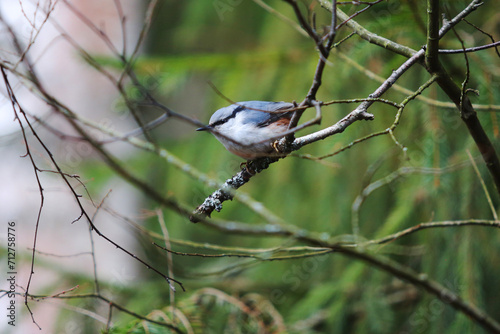 A small plump bird with a long beak sits on a branch