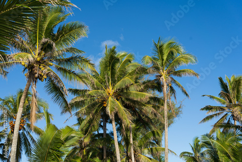 Coconut palm trees on a sunny day on a tropical Pacific Island