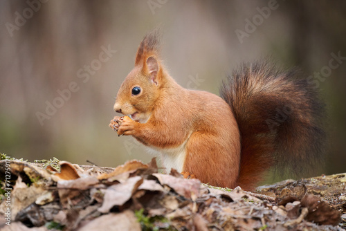 European red squirrel © lucaar