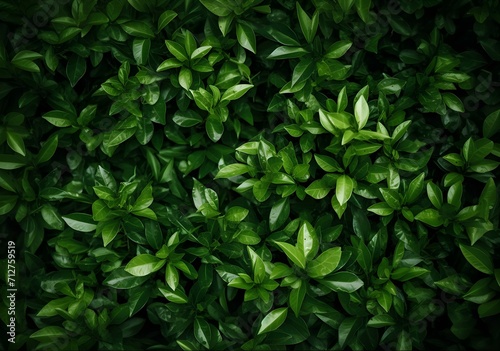 green leaves background, Small green leaves texture background with beautiful pattern. Clean environment. Ornamental plant in the garden.
