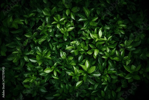 green leaves in the garden  Small green leaves texture background with beautiful pattern. Clean environment. Ornamental plant in the garden.