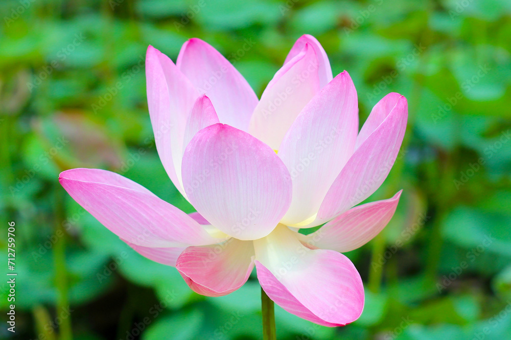 Pink white lotus flower blooming in pond with green leaves. Lotus lake, beautiful nature background. Pink white lotus flower blooming in pond with green leaves. Lotus lake, beautiful nature background.