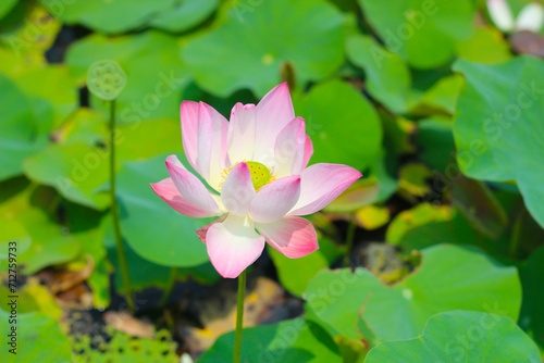 Pink white lotus flower blooming in pond with green leaves. Lotus lake  beautiful nature background.