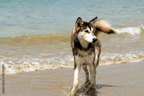 Perro husky jugando en la playa durante el día photo