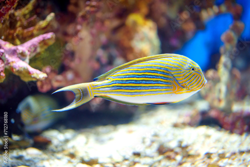 Lined surgeonfish Acanthurus lineatus fish underwater in sea photo