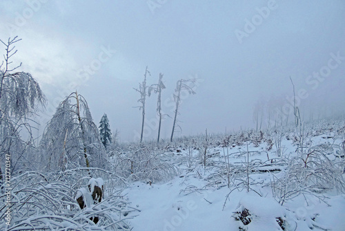 landscape with fog and snow photo