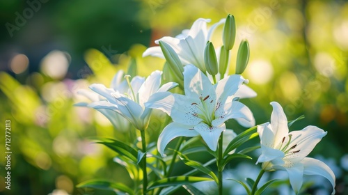 white lilies in a garden, creating an elegant and serene natural setting generative ai
