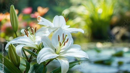 white lilies in a garden  creating an elegant and serene natural setting generative ai