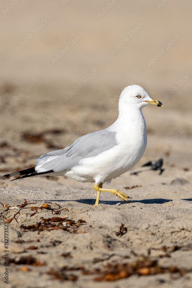 Seagull on Beach in Central California Seagull on Beach in Central California