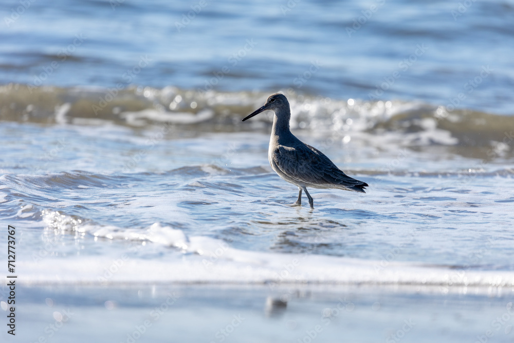 Santa Barbara California Wildlife Sea Birds Santa Barbara California Wildlife Sea Birds