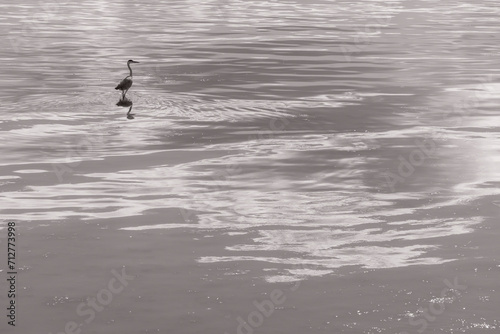 Monochrome Serenity: Heron on Reflective Waters