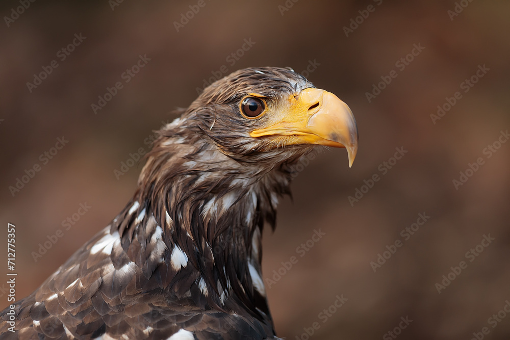 Fototapeta premium female White-tailed eagle (Haliaeetus albicilla) Close up portrait