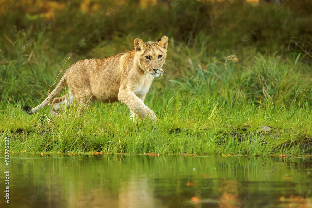 Fototapeta premium male lion (Panthera leo) goes around the water