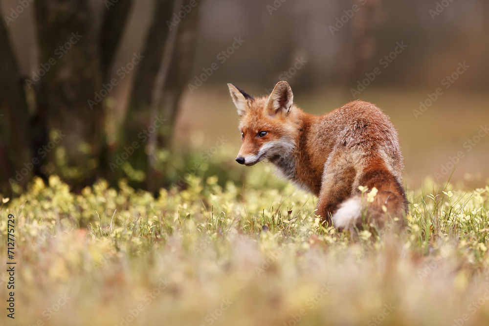 male red fox (Vulpes vulpes) in the forest male red fox (Vulpes vulpes) in the forest