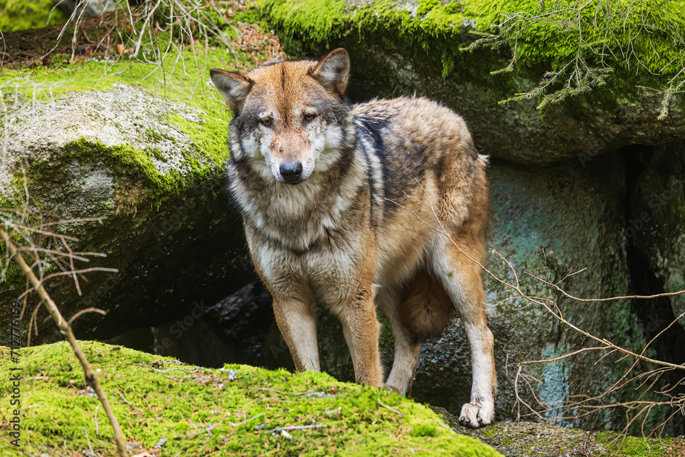 Eurasian wolf (Canis lupus lupus) before the hole