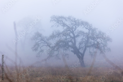 Oak Tree on Foggy Morning in California