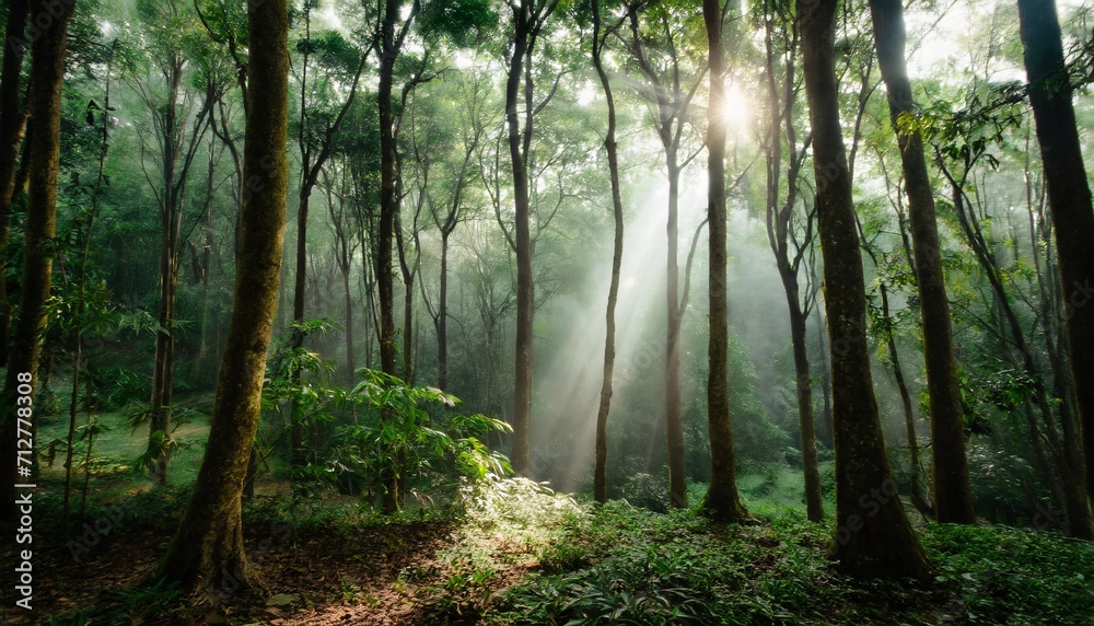 Obraz premium beautiful green forest at the morning