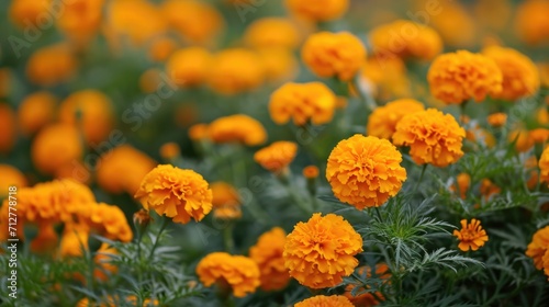 field of marigold flowers  creating a warm and vibrant floral tapestry generative ai