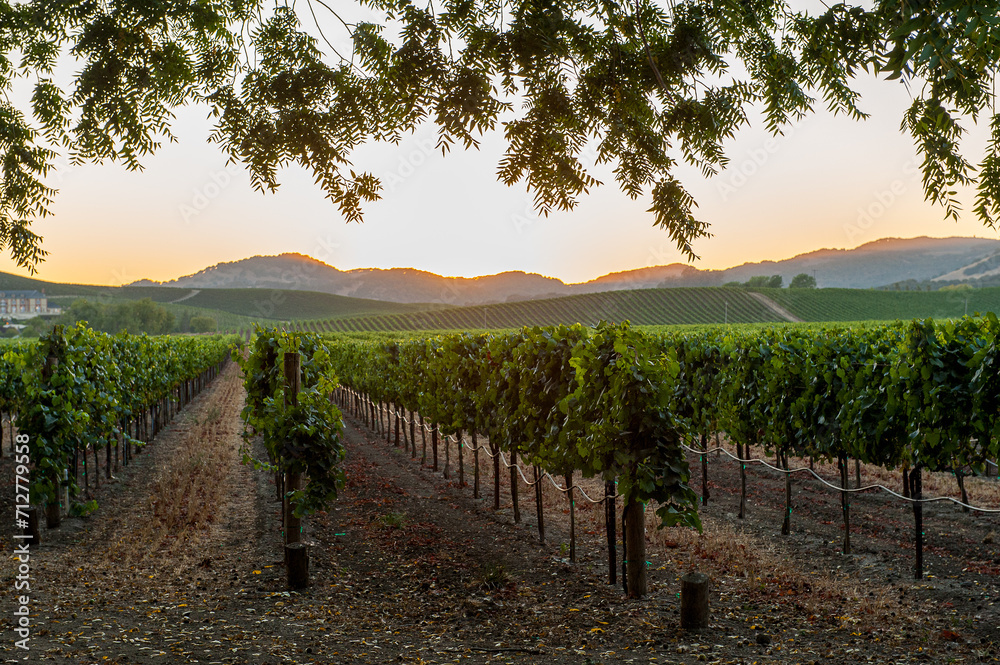 Vineyard in Napa Valley, California. Napa Valley is a premiere wine growing region.