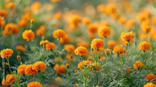 field of marigold flowers, creating a warm and vibrant floral tapestry generative ai