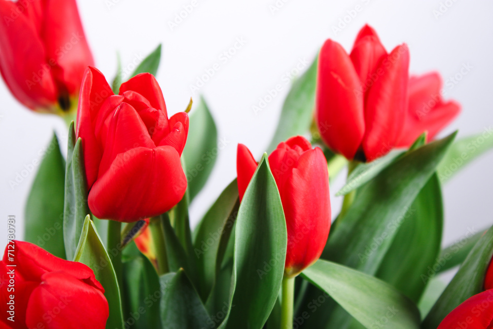 Close up of red tulip flowers, blurry white background Close up of red tulip flowers, blurry white background