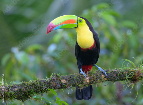 Keel-billed toucan (Ramphastos sulfuratus), Laguna del Lagarto Eco Lodge, Boca Tapada, Alajuela, Costa Rica.