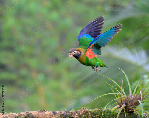 Brown-hooded parrot (Pyrilia haematotis) landing to tree branch, Laguna del Lagarto Eco Lodge, Boca Tapada, Alajuela, Costa Rica. photo