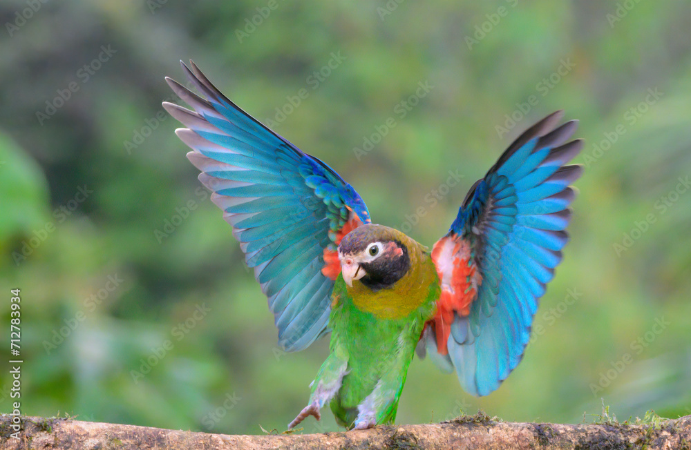 Brown-hooded parrot (Pyrilia haematotis) landing to tree branch, Laguna del Lagarto Eco Lodge, Boca Tapada, Alajuela, Costa Rica.