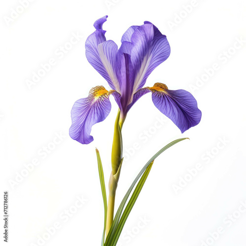 Dutch Iris Flower, isolated on white background