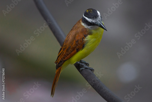Yellow bird Great Kiskadee (Pitangus sulphuratus) photo